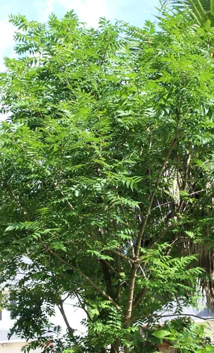 Vista 2 de 10 semillas ornamentales de pistacho rápido y fácil de cultivar, el color brillante es una opción perfecta para bonsái popular, para césped, sombra