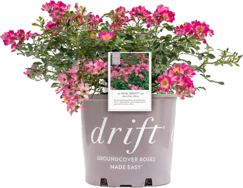 Vista 11 de Drift Roses - Rosa Apricot Drift (Rosa), flores de albaricoque dobles, #2 - Contenedor