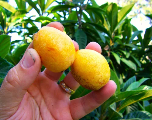 Vista 8 de TomorrowSeeds - Semillas de árbol de níspero - Más de 10 unidades - para plantar Eriobotrya Japonica Pipa china Biwa Bibasse Ciruela Nispero Fruta