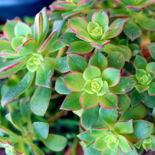 Vista 6 de Green Aeonium - Planta viva suculenta en maceta de 4 pulgadas, planta viva suculenta de roseta para cultivo en interiores y exteriores