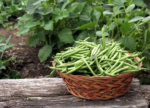 Vista 3 de Semillas de frijol Contender Bush (Phaseolus vulgaris) – 50 semillas de reliquia sin OMG de Isla's Garden Seeds, judías verdes de maduración