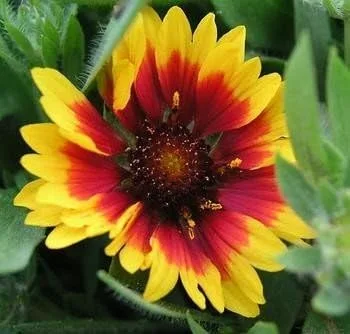 Vista 3 de Gaillardia - Manta india con diseño de flores de jardín de Seed Kingdom Bulk de 1 libra