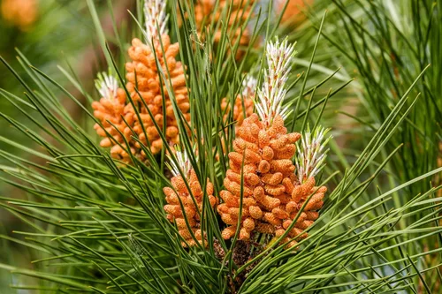Vista 4 de 5 Pine Nut Italian Stone Pine Pinus Pinea Umbrella Evergreen Conifer Tree Seeds