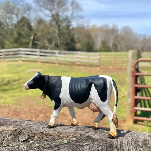 Vista 5 de Safari Ltd. Figura de Vaca Holstein - Figura Modelo de Plástico Detallada de 5" - Divertido Juguete Educativo de Juego para Niños, Niñas y Niños