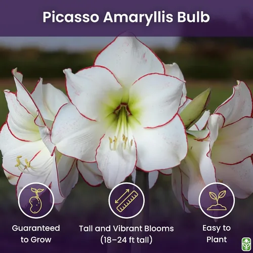 Vista 2 de Picasso - Bombilla de amarilis blanca – Bombilla grande para plantar, bordes rosados y rojos, 4-8 flores, 16 – 24 pulgadas de alto – Elegante planta