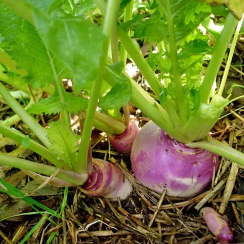Vista 2 de Semillas de nabo con forma de globo blanco, 50 unidades de la marca COOL BEANS N SPROUTS Heirloom. Sin OMG. Jardinería en casa.