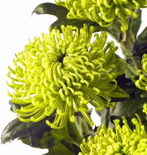 Vista 5 de 120 semillas de crisantemo auténtica araña china flor rara comestible té exótico verde