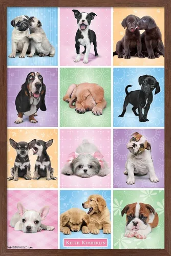 Vista 8 de Trends International Póster de pared Puppies Cuties, 22.375 x 34 Versión con marco negro
