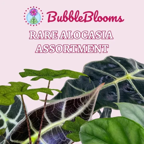 Vista 2 de BubbleBlooms Surtido de Alocasia rara, juego de 4 unidades, 2 pulgadas, Jewel, Jacklyn, Cuprea Pixie Plantas