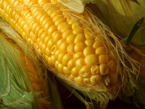 Vista 7 de Semillas Azúcar Maíz Dulce Vegetal de la reliquia para plantar No-GMO