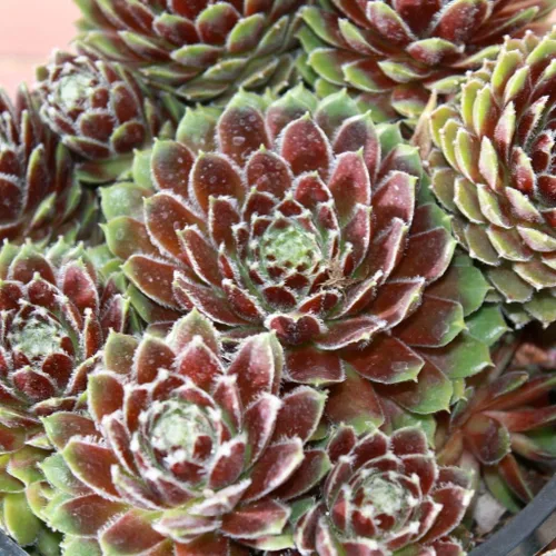 Vista 2 de Semillas de Gallina y Pollitos (Sempervivum tectorum) Paquete de 50 Semillas