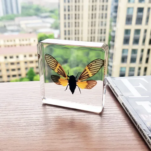 Vista 8 de Especímenes reales de cigarras en resina, pisapapeles artesanales, colección de taxidermia de animales para educación científica y adorno de cicada