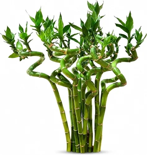 Vista 8 de Planta viva de bambú de la suerte, planta de interior de bambú rizado, Dracaena Sanderiana