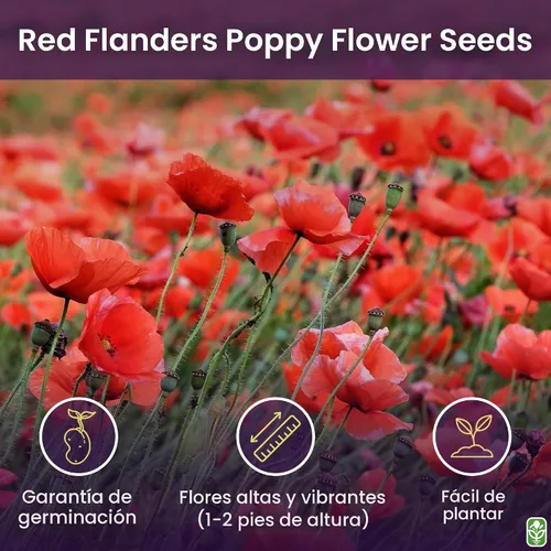 Vista 2 de Semillas de amapola roja de Flandes para la plantación - Más de 50.000 semillas de flores frescas - Cultivadas en los EE. UU. - Flor silvestre