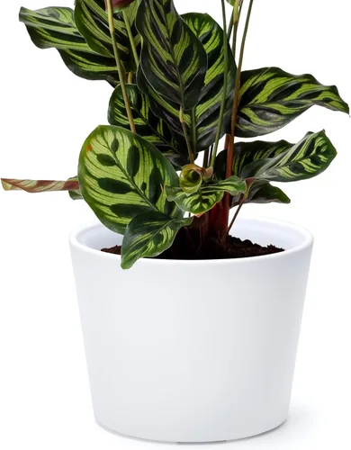 Vista 35 de Phoenix Vine Macetero de plástico verde oliva de 4.5 pulgadas con maceta transparente, cubierta decorativa ligera con maceta interior transparente
