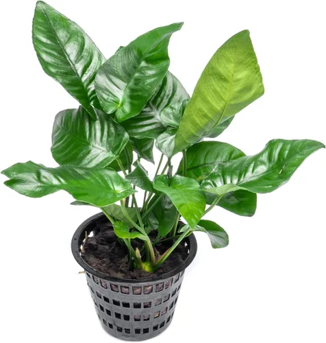 Vista 40 de SubstrateSource Plantas vivas – Anubias Hastifolia (Anubias hastifolia) – Luz baja a moderada, hojas en forma de flecha de color verde medio a