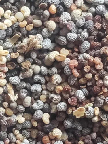 Vista 3 de Generic World Poppy Seed Blend Papaver Somniferum Mix 25+ cepas orgánicas sin OMG 100,000 semillas