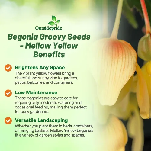 Vista 3 de Outsidepride Melow - Semillas de begonia amarilla Groovy para plantar, 10 semillas de flores perennes con flores grandes, hábito de crecimiento