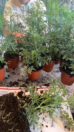 Vista 2 de Ruda Plant Herb of Grace de 5 a 8 pulgadas de alto..