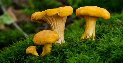 Vista 3 de Hongos rebozuelos esporas no GMO Heirloom 100 Semillas