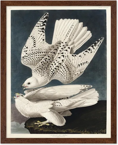 Vista 115 de Poster Master Póster vintage de James Audubon – Impresión retro de amargo americano – Arte de aves de América – Regalo para hombres, mujeres