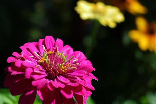 Vista 5 de 250 semillas de zinnia de California Giants para plantar, semillas de flores de primera calidad cultivadas en Estados Unidos sin OMG cultivadas