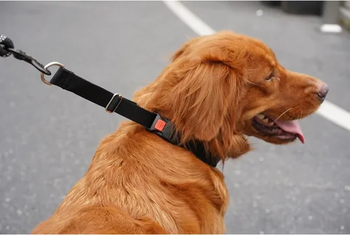 Vista 7 de Mayerzon Collar para perro, patentado Martingala, collar antitirones para perros pequeños, medianos y grandes, con hebilla para paseo y Negro