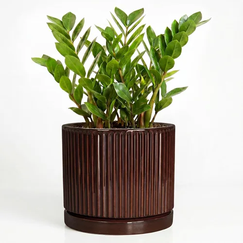 Vista 15 de 8 Inch Flower Pot, Ceramic Planters, Round Plant Pot, Beige