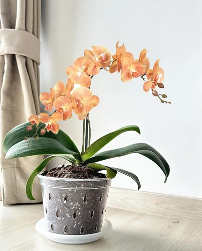 Vista 3 de DESOMINOR Maceta de orquídea transparente, macetas de plástico de 4.8 pulgadas, 5.6 pulgadas y 7 pulgadas con agujeros y platillos, macetas