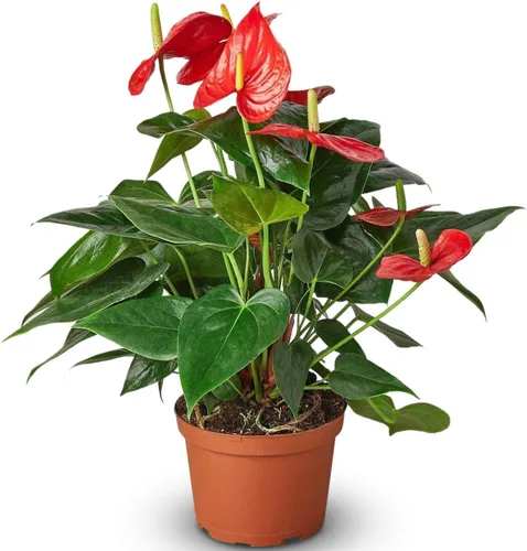 Vista 8 de Planta viva rosa Anthurium para interior Plantas de interior en maceta
