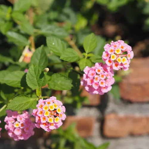 Vista 2 de 2 plantas Lantana vivas, en maceta, color rosa brillante, plantas vivas para plantar al aire libre, plantas Lantana arrastradas, planta Lantana