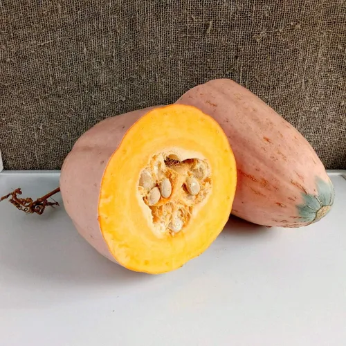 Vista 2 de Semillas Vegetal Calabaza Plátano Rosa (Cucurbita Maxima) - 10 Semillas