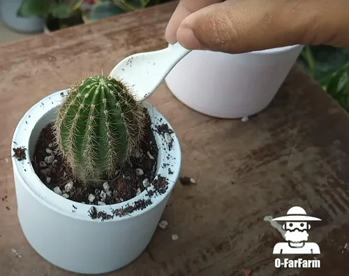 Vista 5 de Mezcla para macetas de suelo de cactus, 1.1 libras, pH optimizado de drenaje rápido con nutrientes añadidos, perfecta para macetas pequeñas de cactus