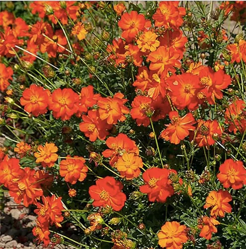 Vista 2 de 1000 Bright Lights Cosmos Seeds – Largo período de floración en todas las zonas – 3 pies – 5 pies y hasta 7 pies de alto – Larga temporada