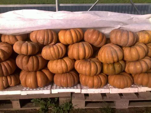 Vista 3 de Musquee de calabaza De Provence Gigante Raro No GMO Vegetal para Plantar