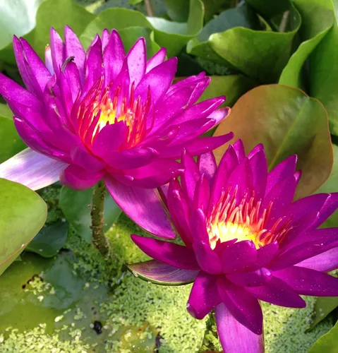 Vista 2 de 35 piezas Tazón de semillas de loto mezclado lirio de agua para plantar agua Características Bonsai Lotus Flower Interior Exterior Jardín Estanque