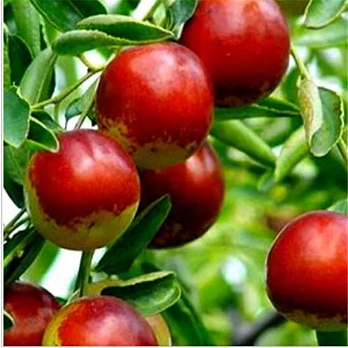 Vista 2 de 5 unids/lote Taiwán Big Jujube al aire libre dulce fruta suculenta planta árbol Bonsái maceta semillas DIY hogar jardín fácil de cultivar: 6