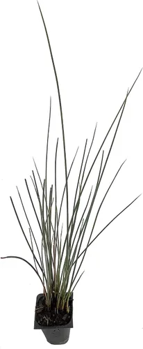 Vista 2 de Blue Arrows Rush Grass - Juncus Inflexus - 3 plantas vivas - Tolerante a la sequía de bajo mantenimiento