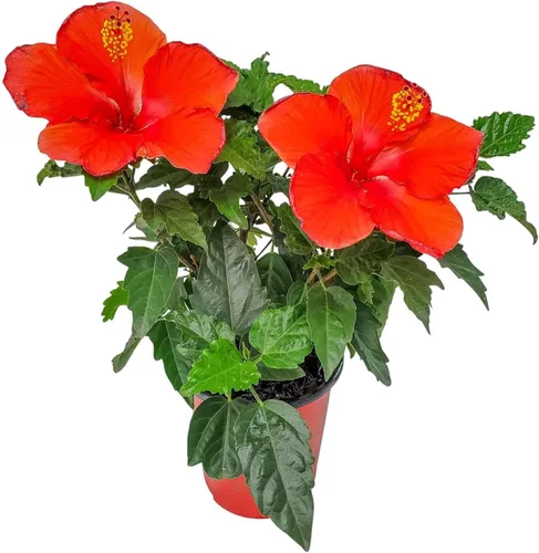 Vista 11 de Arbusto de Hibisco Fiesta - Planta Floreciente de Hibisco Viva - Planta de Flor Tropical - Maceta de 1 Galón - Altura Total de 10" a 14" - Plantas