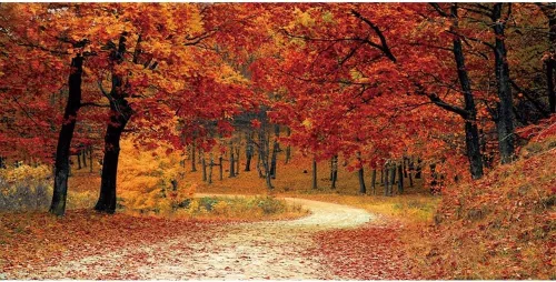 Vista 9 de Leyiyi Telón de fondo de bosque de otoño de 5 x 3 pies, árboles de arce rojo, camino de montaña, paisaje caducifolio, Acción de Gracias, fotografía