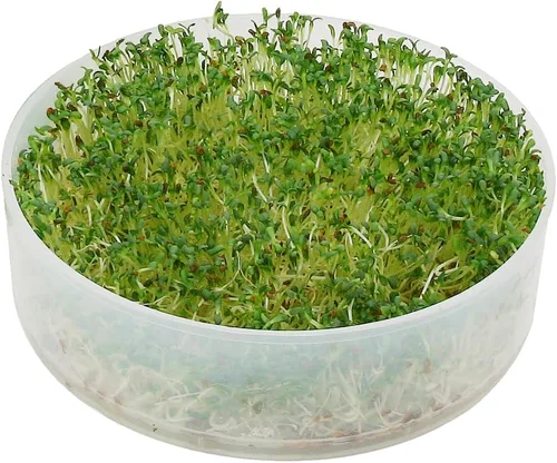 Vista 5 de KITCHEN CROP VKP Marcas Germinador de 4 Bandejas