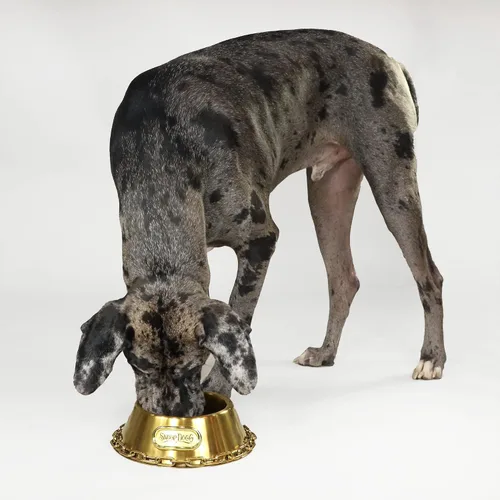 Vista 8 de Snoop Doggie Doggs Cuenco para mascotas Off The Chain Deluxe