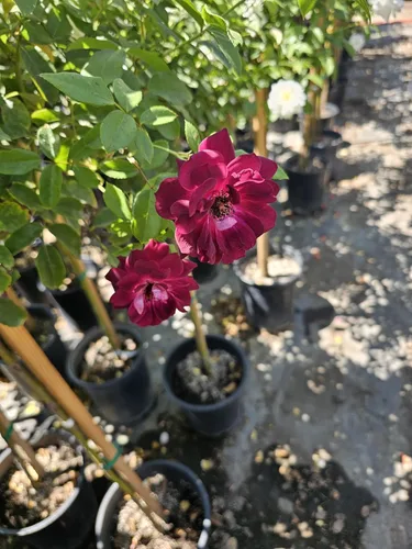 Vista 3 de Árbol de rosas, planta de floración viva, 4-5 pies de alto, refloreciendo todo el año, maceta de 5 galones