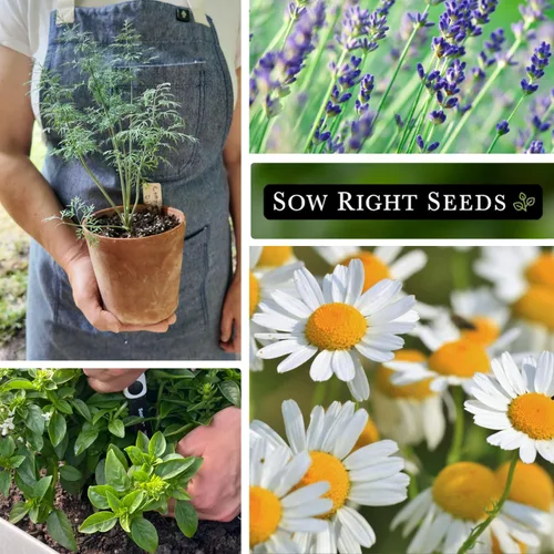 Vista 4 de Sow Right Seeds - Colección de semillas de hierbas enanas para plantar - Lavanda Munstead, albahaca griega, eneldo compacto, manzanilla romana