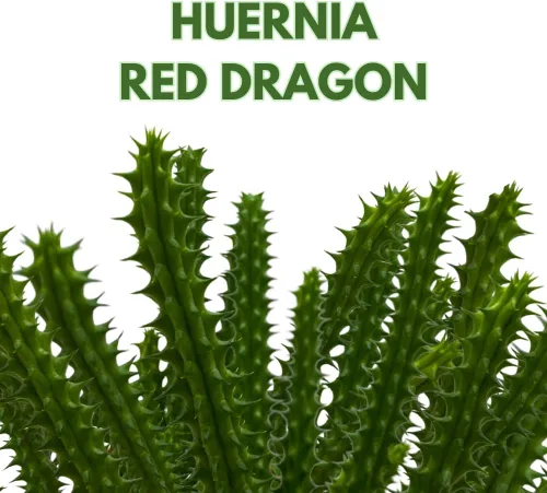 Vista 2 de BubbleBlooms Huernia Dragón Rojo Stapelia Cactus/Huernia penzigii, en maceta de 4 pulgadas
