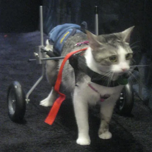 Vista 8 de Silla de ruedas para perro para patas traseras, diseñada y probada por cirujano ortopédico K9, carrito ajustable para cochecito con ruedas todo