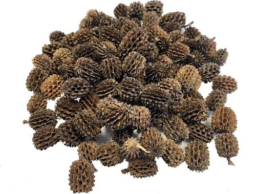 Vista 6 de Awesome Aquatic - Tanque de camarones Betta con conos de aliso y casuarina promueve el hábitat natural, la cría, la producción de taninos mejora