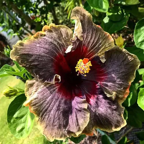Vista 4 de 30 semillas de flores de hibisco negro para plantar, impresionantes semillas de flores gigantes raras, plantas exóticas tropicales, llamativas