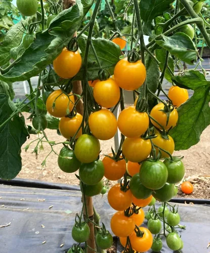 Vista 3 de Más de 100 semillas de tomate cereza amarilla enana de patio, variedad súper dulce, semillas de jardín