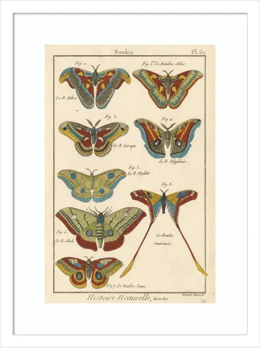 Vista 14 de Amanti Art Lienzo decorativo para pared enmarcado de 24 x 18 pulgadas, diseño de mariposas de naturaleza III de historia, arte de pared de animales